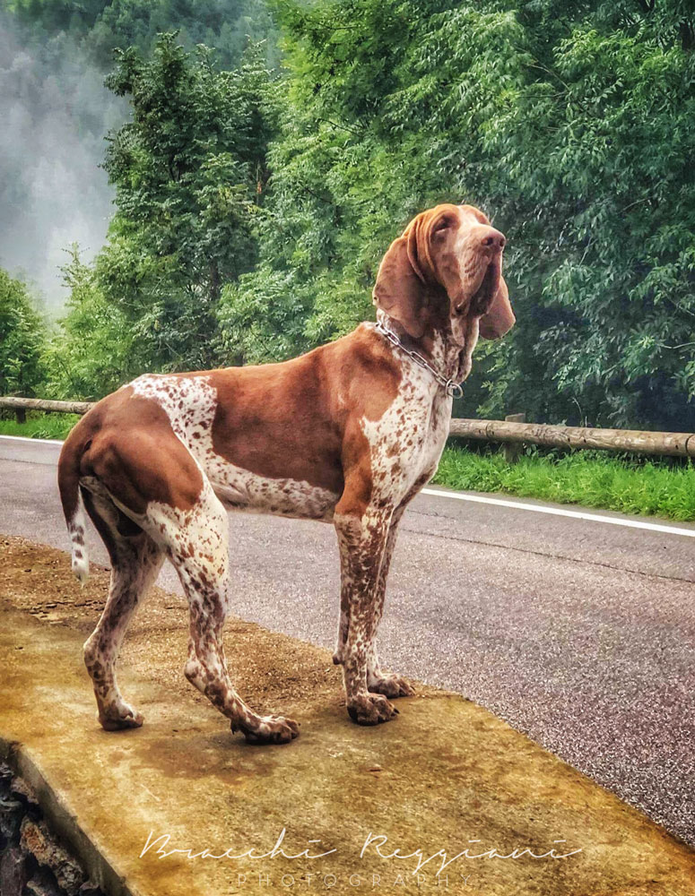 bracco italiano mantello roano