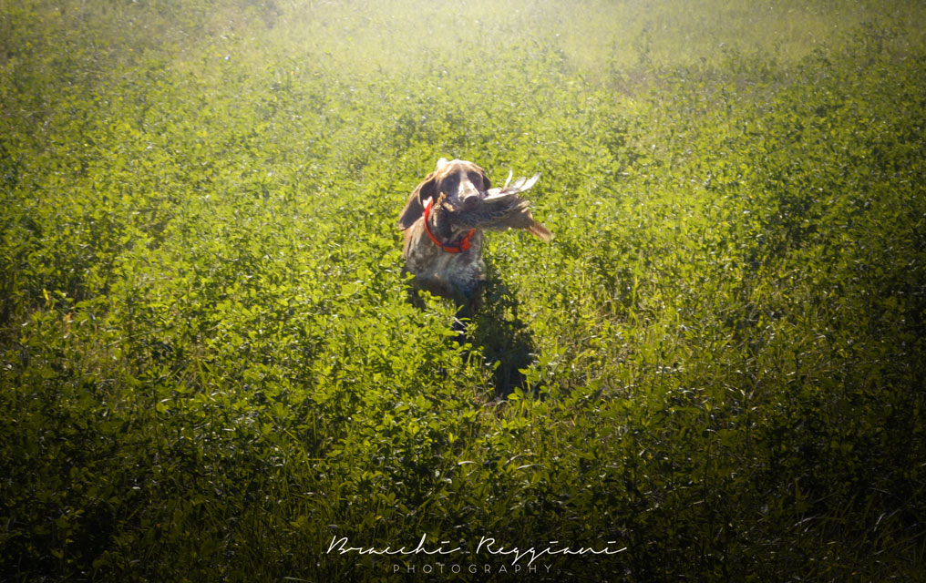 caccia bracco italiano riporto fagiano