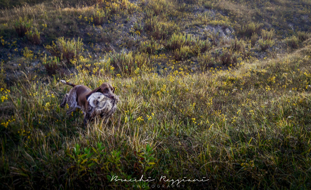 caccia bracco italiano riporto