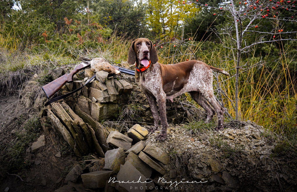 caccia con bracco italiano