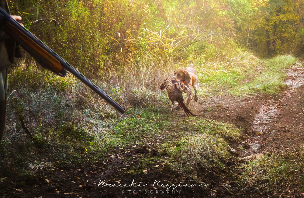 riporto bracco italiano caccia