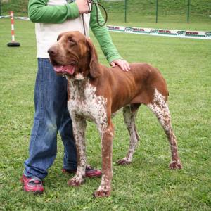 bracco italiano roano marrone