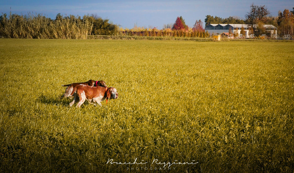 caccia cani bracco reggio emilia
