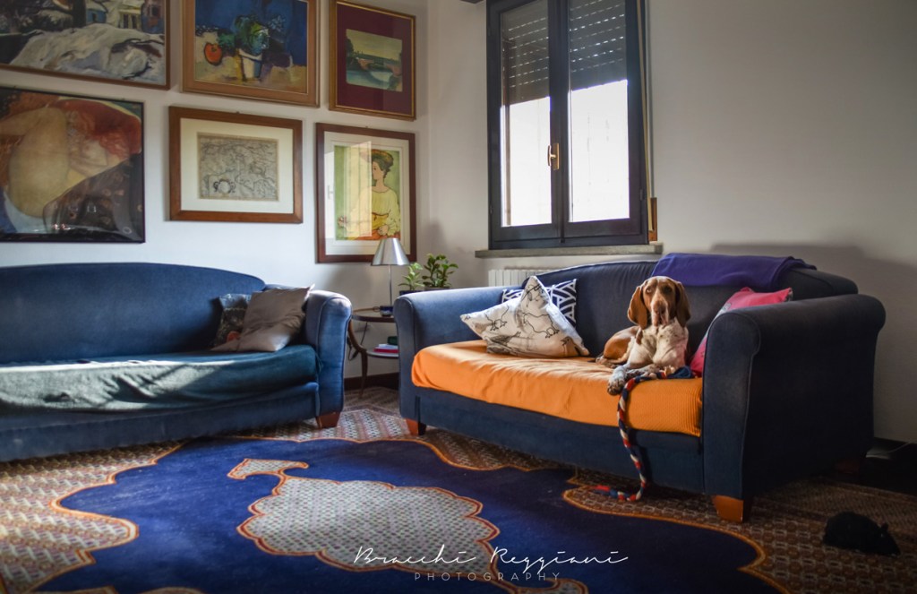 Bracchi italiani (fantastici) e dove&nbsp;tenerli