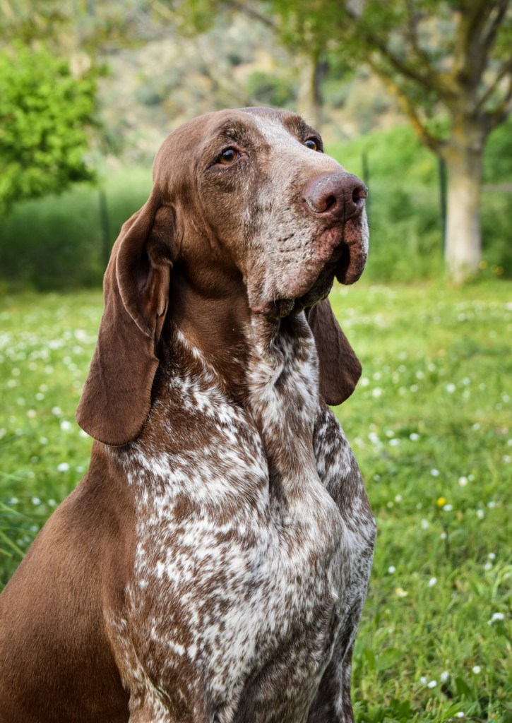 olena di casamassima bracchi reggiani bracco italiano