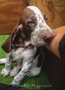 cucciolo bracco italiano