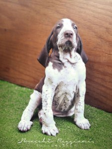 cucciolo bracco italiano
