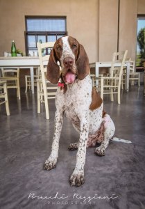 baskerville bracchi reggiani