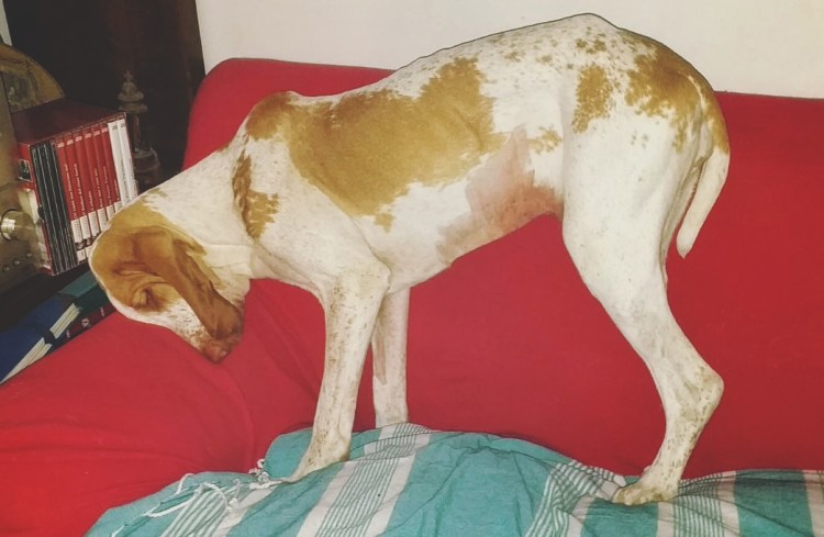 anestesia gastropessi