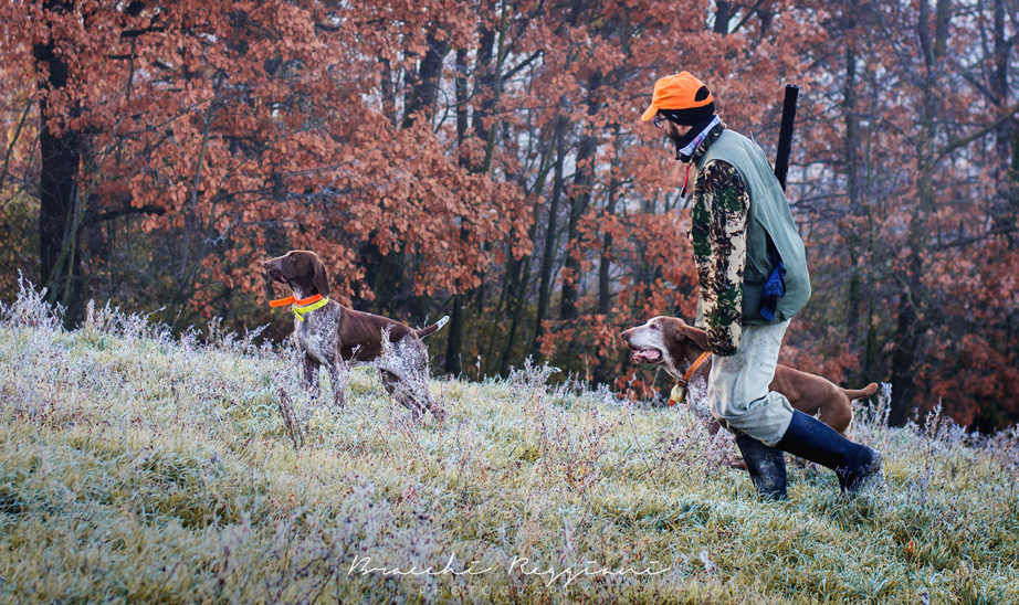caccia col bracco