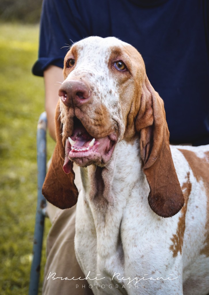 bracca italiana isadora testa