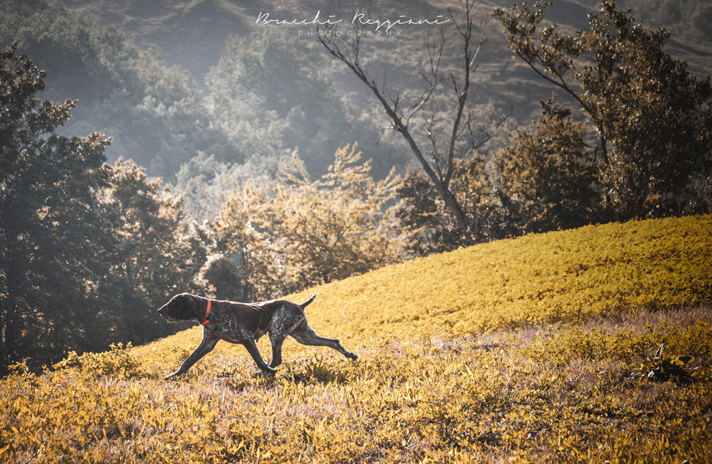 bracco italiano femmina a caccia in fase di trotto