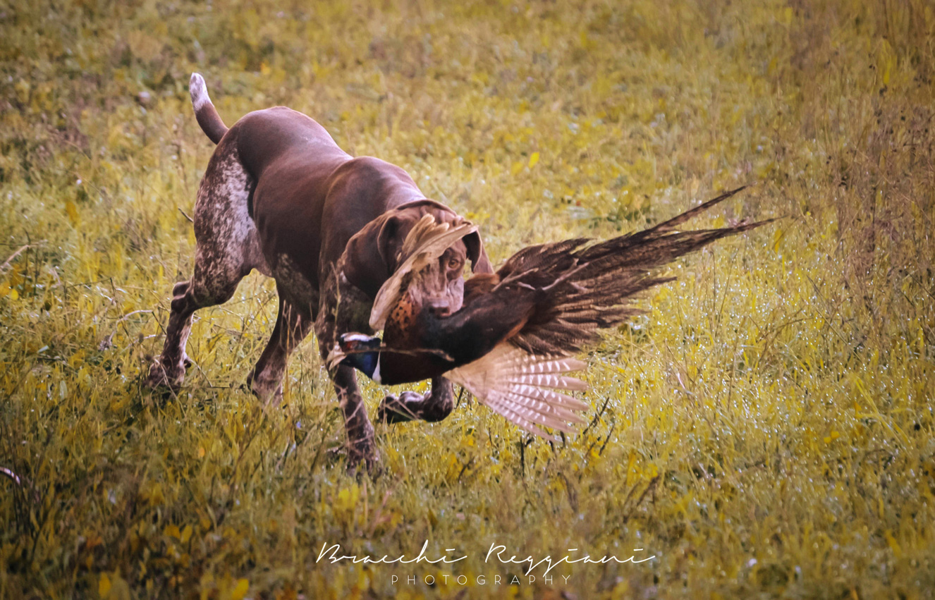 bracco italiano riporto fagiano