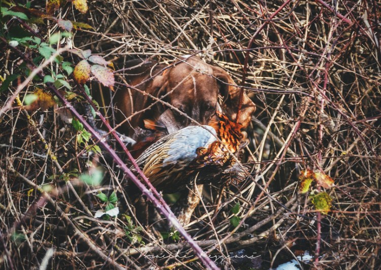 riporto cane caccia