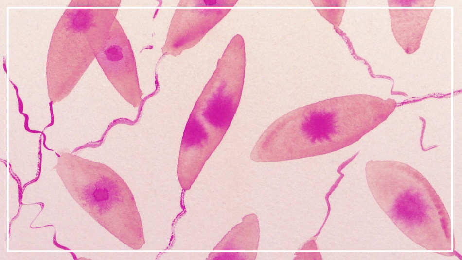 leishmania infantum leishmaniosi