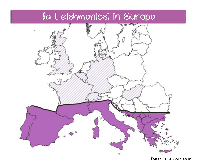 Leishmaniosi leishmania europa