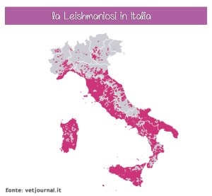 leishmaniosi leishmania italia cane