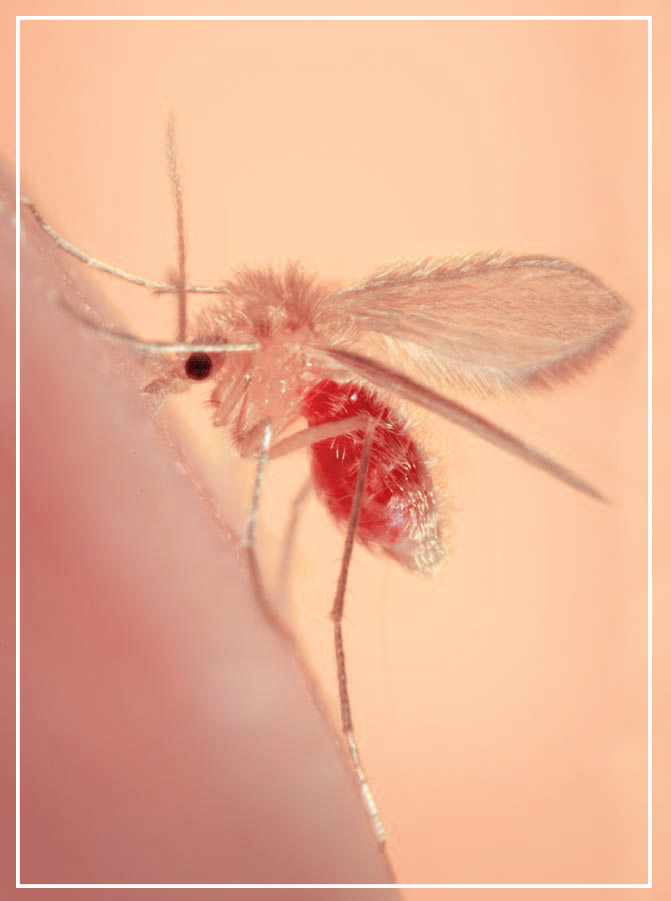 pappatacio flebotomo leishmania leishmaniosi