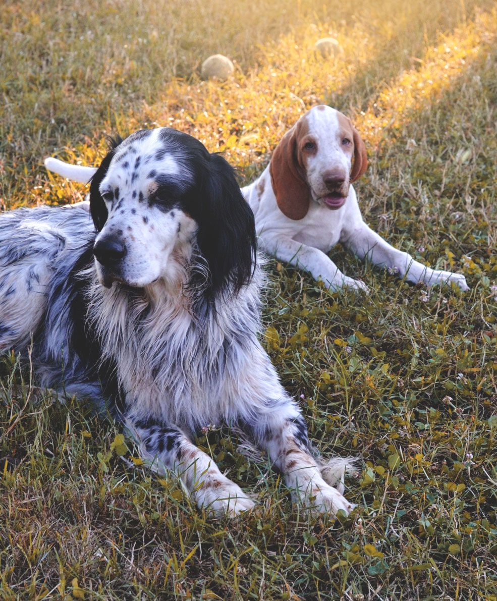 setter inglese cucciolo bracco italiano