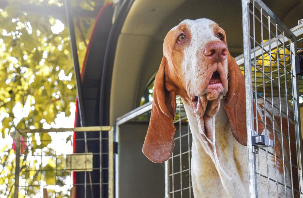 Questo cane fa la&nbsp;bava?
