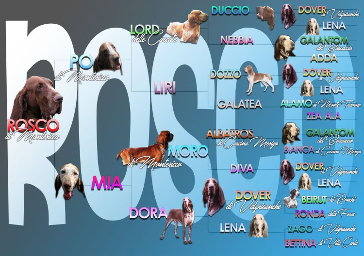 pedigree illustrato foto cani