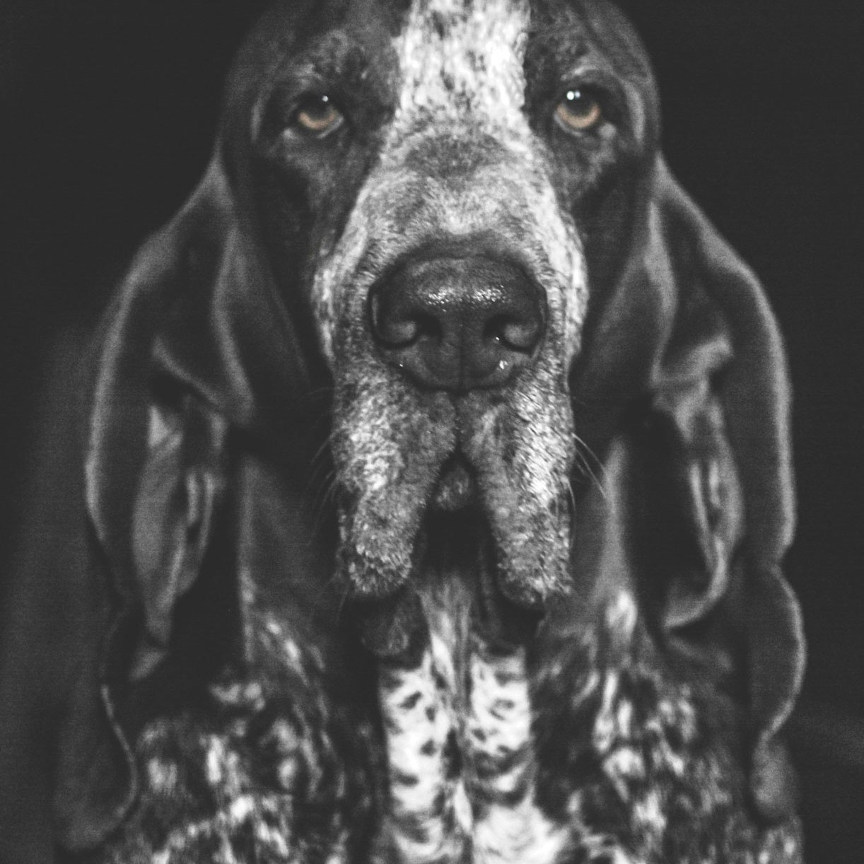 ulisse bracchi reggiani