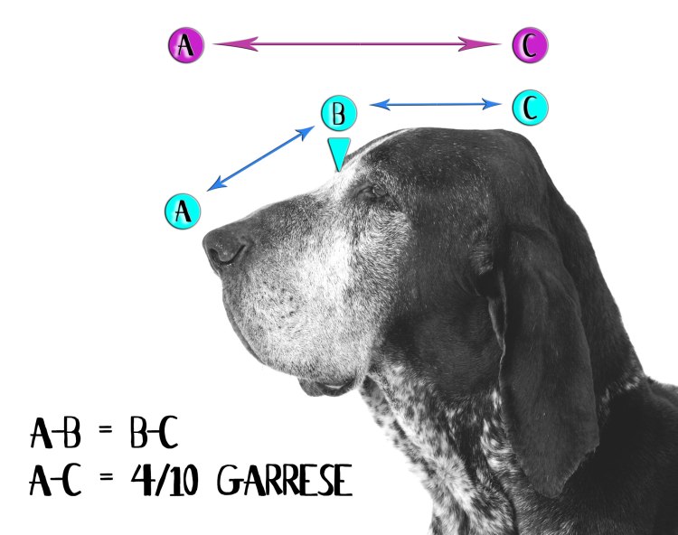 standard bracco italiano garrese testa