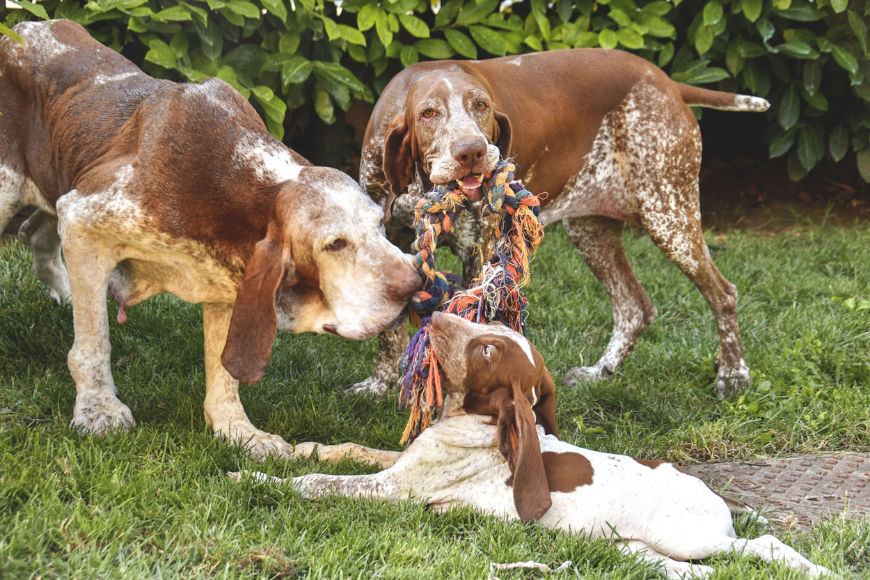 bracco italiano cucciolo e adulto