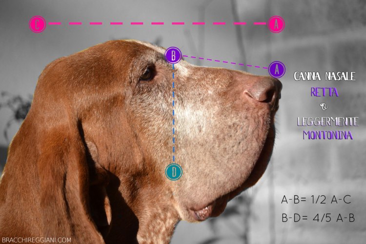 canna nasale bracco italiano standard