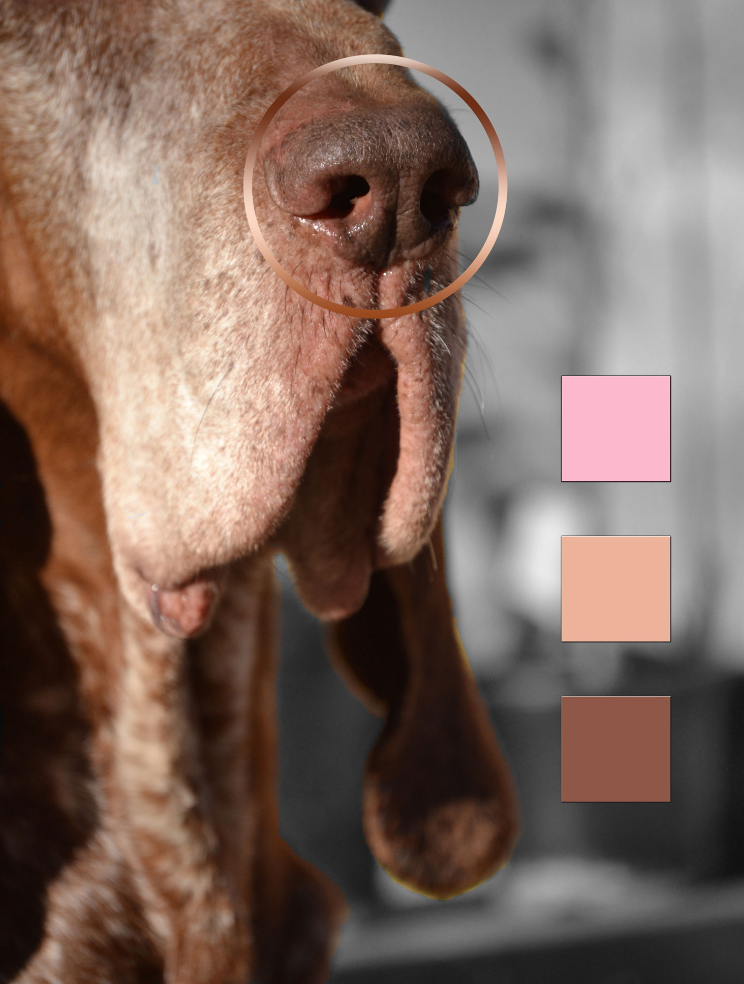 colori naso standard bracco italiano