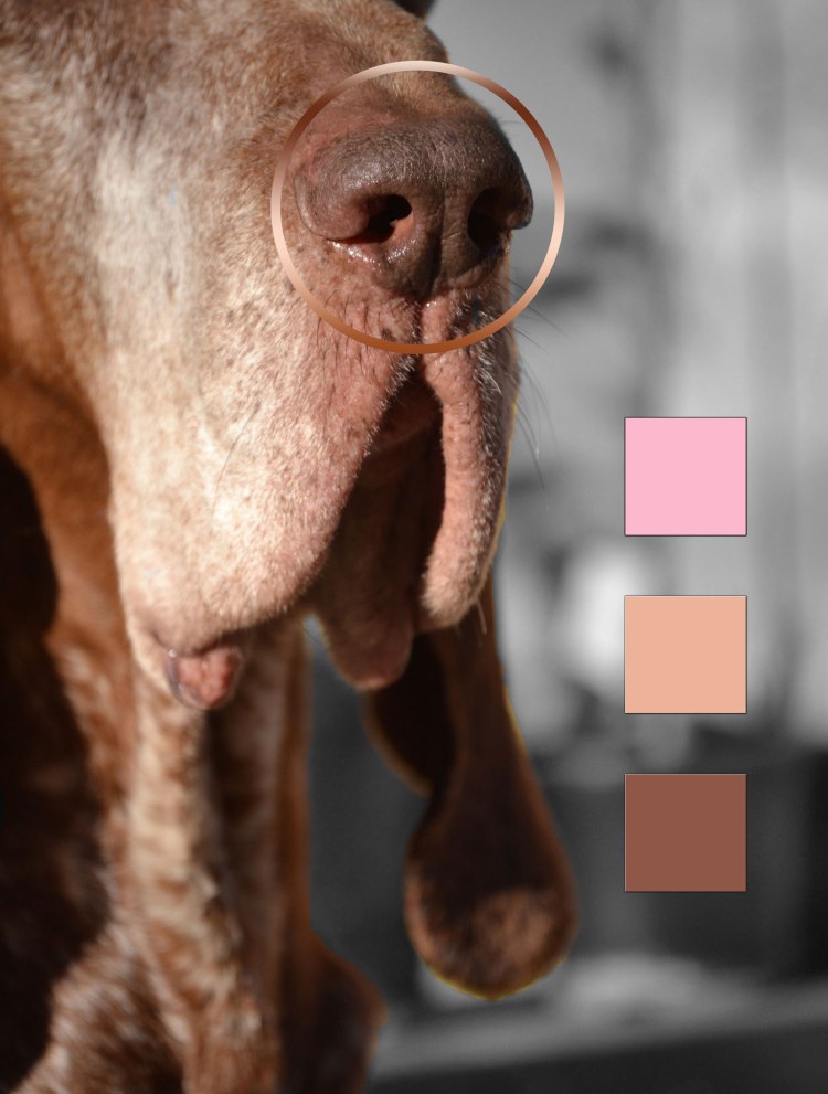 colori naso standard bracco italiano