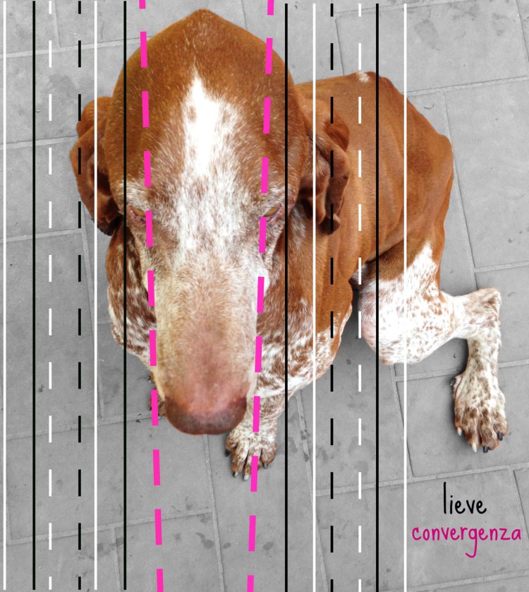 convergenza muso bracco italiano standard