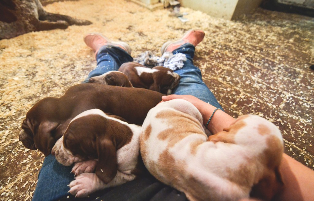 L’insostenibile leggerezza della cucciolata “fai da&nbsp;te”