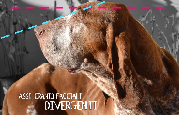 standard bracco italiano divergenza