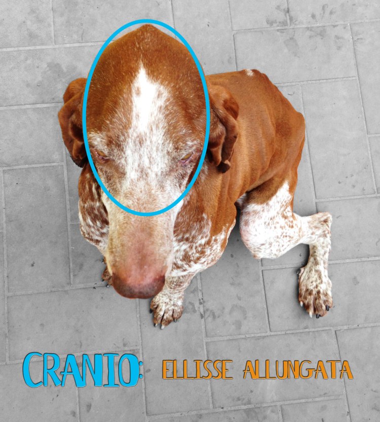 cranio standard bracco italiano
