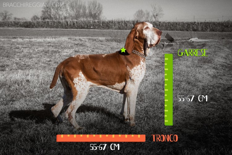 standard bracco italiano altezza