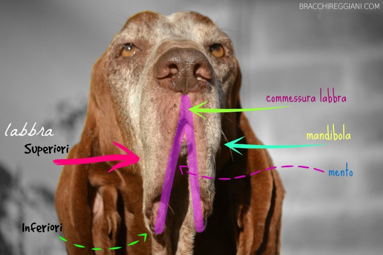 standard labbra bracco italiano bava