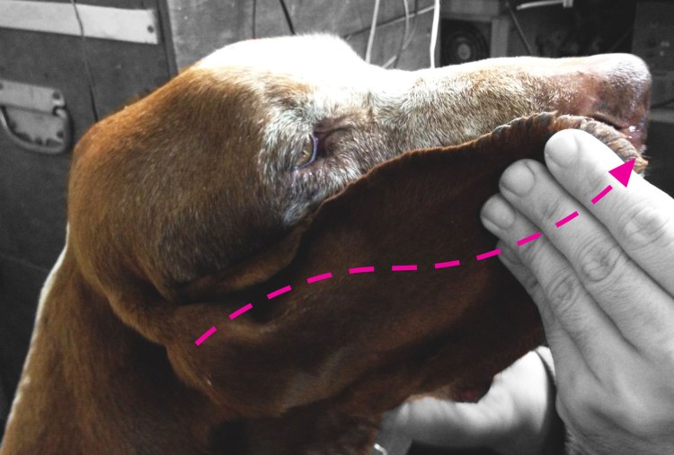 standard orecchio bracco italiano