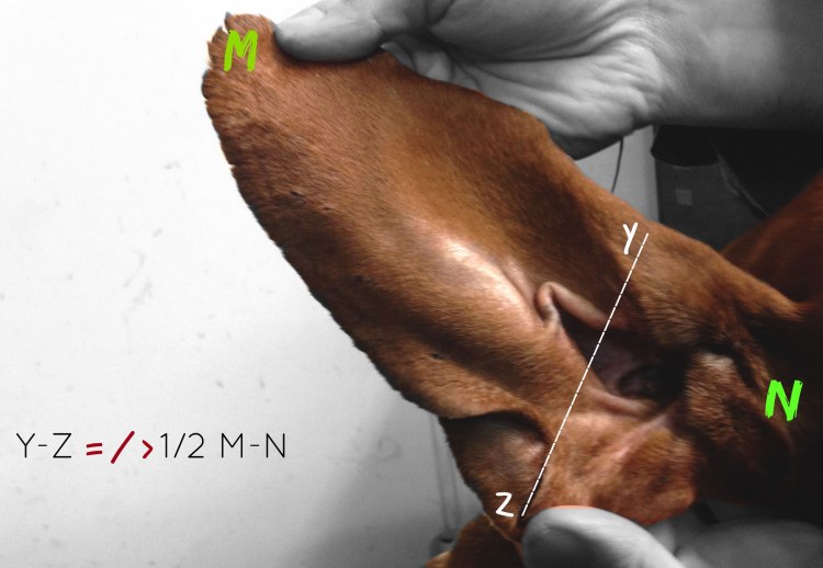 orecchio standard bracco italiano