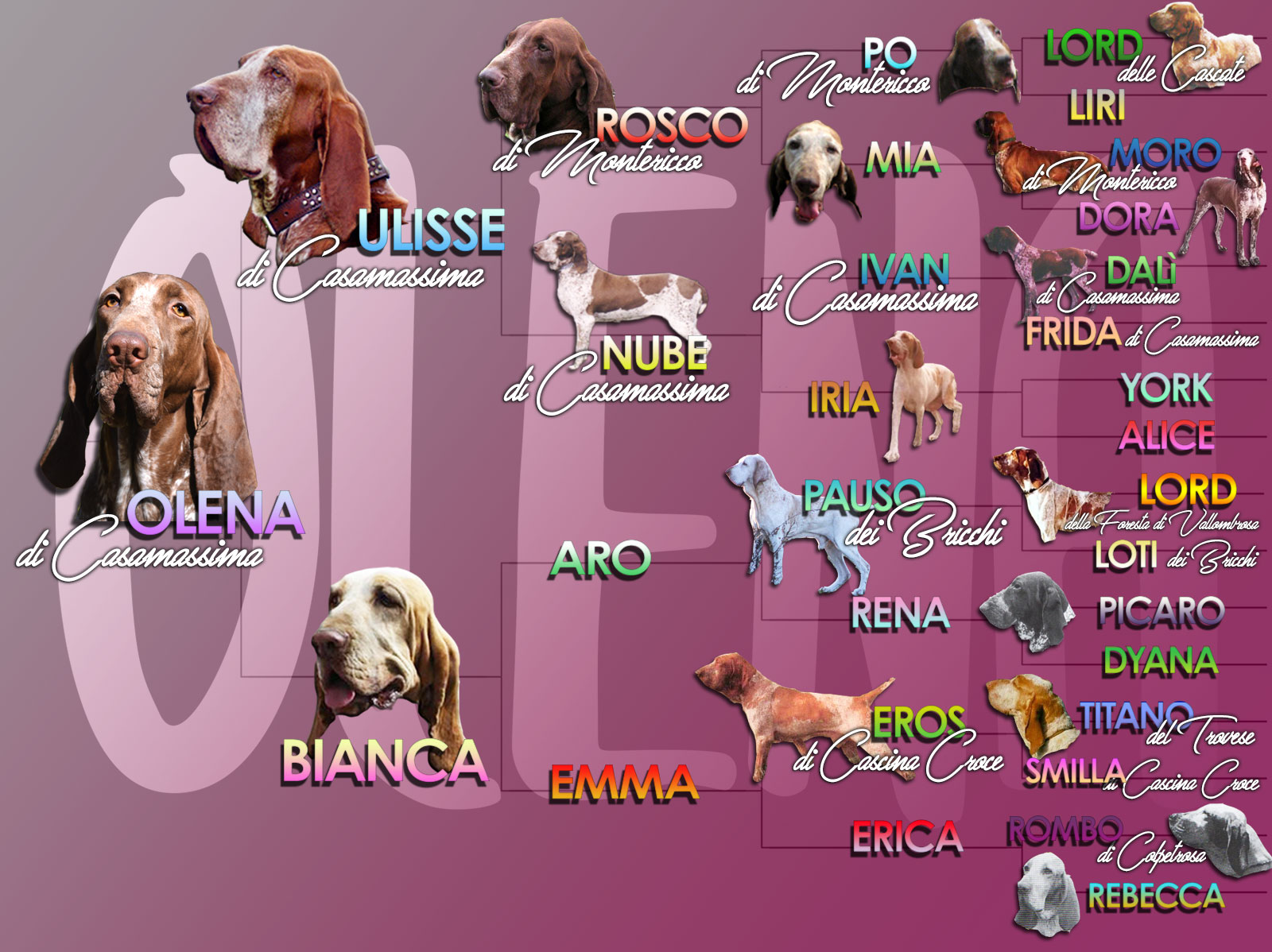 pedigree illustrato bracco italiano