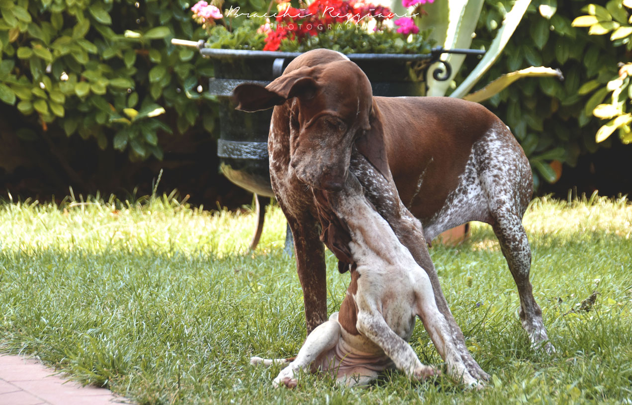 cucciolata bracco italiano