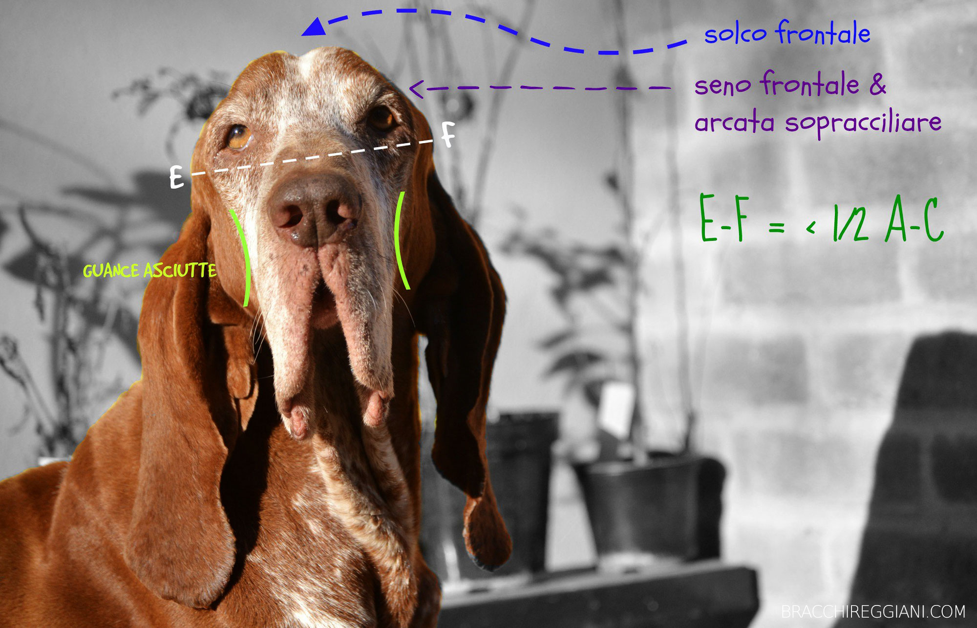 standard bracco italiano