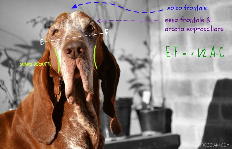 standard bracco italiano
