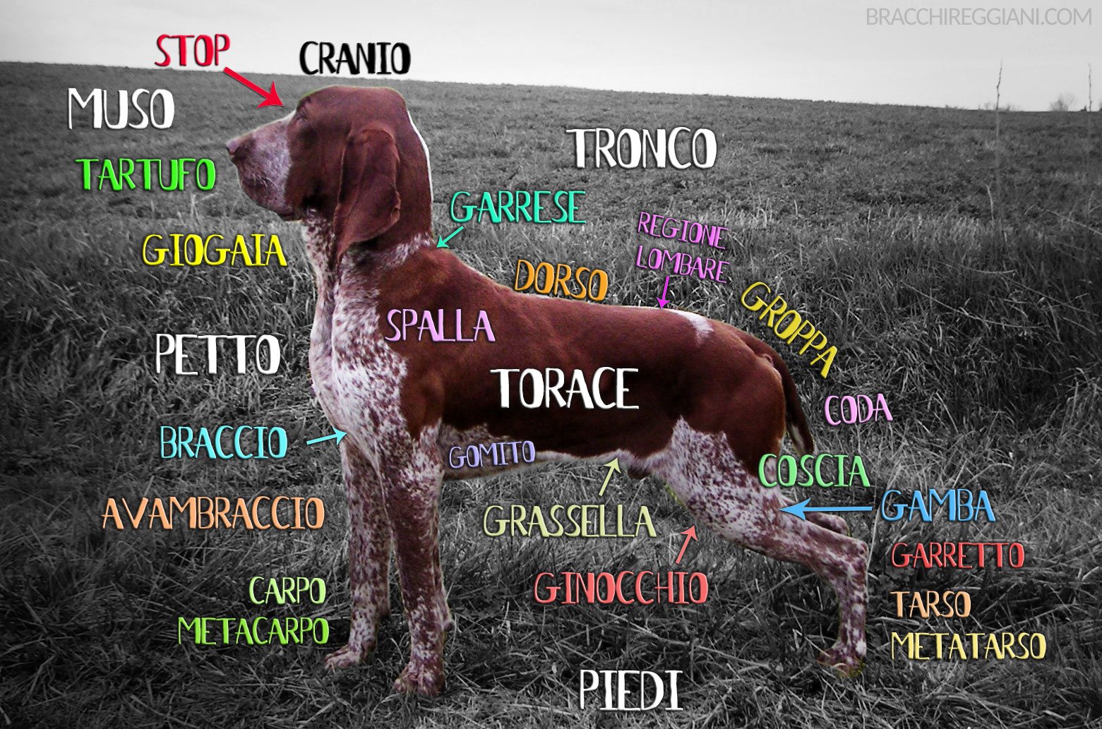standard-bracco-italiano