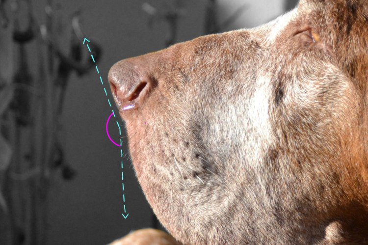 tartufo bracco italiano