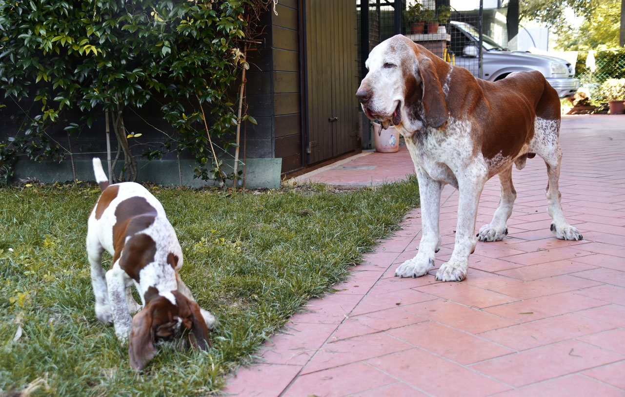 ulisse bracco cucciolo