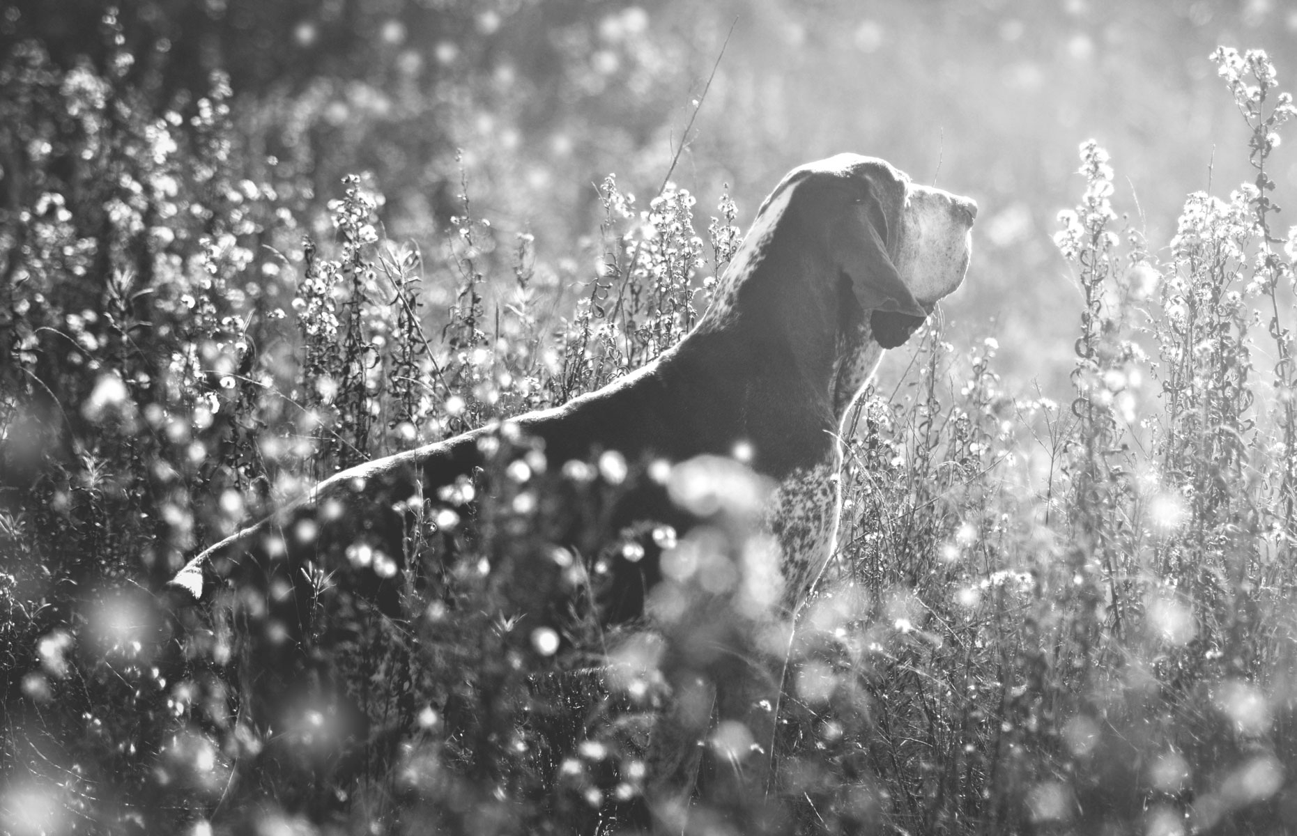 bracco italiano reggio emilia