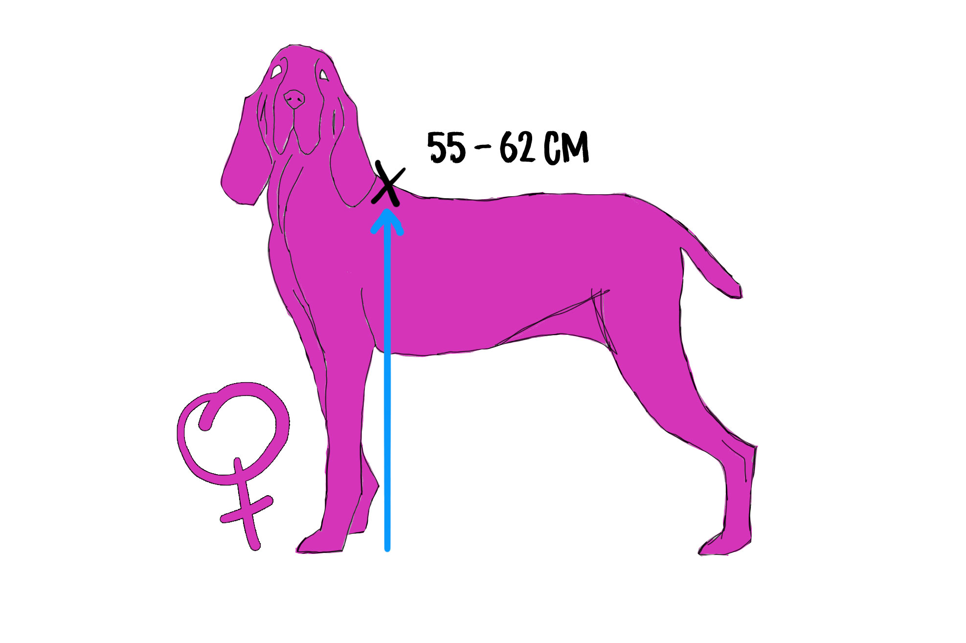 taglia altezza bracco italiano femmina standard