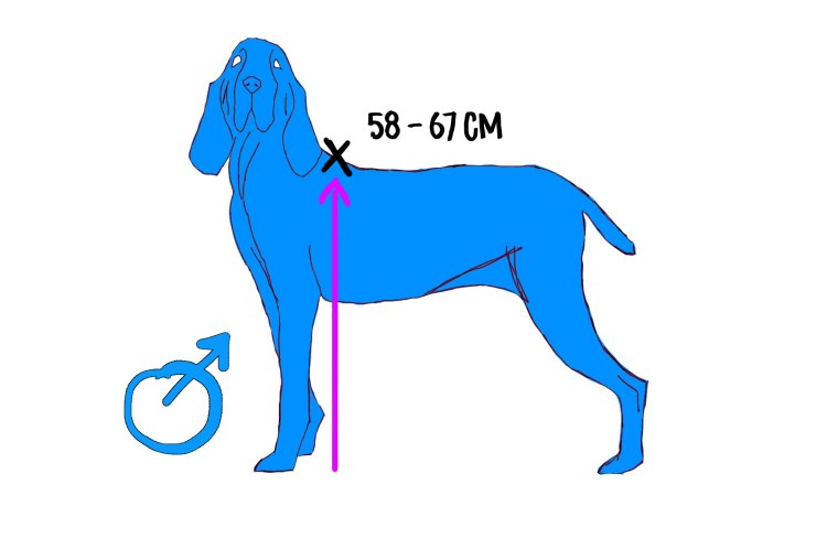 taglia altezza bracco italiano maschio standard