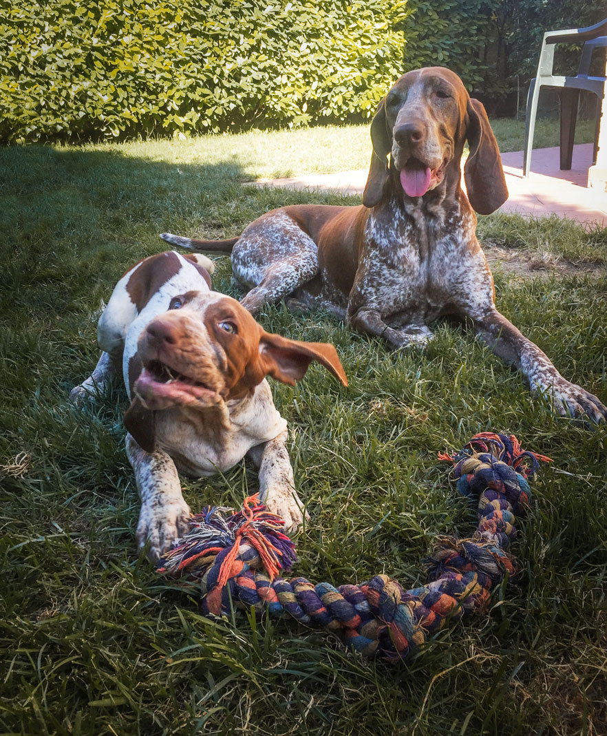 cani gioco giardino